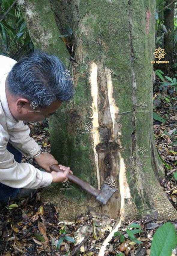 Cây trầm