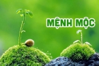 Mệnh Mộc đeo vòng trầm hương 108 hạt màu gì để thu hút may mắn?