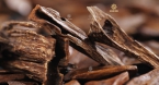 Tinh dầu trầm hương Agarwood thế nào? Tinh hoa từ thiên nhiên